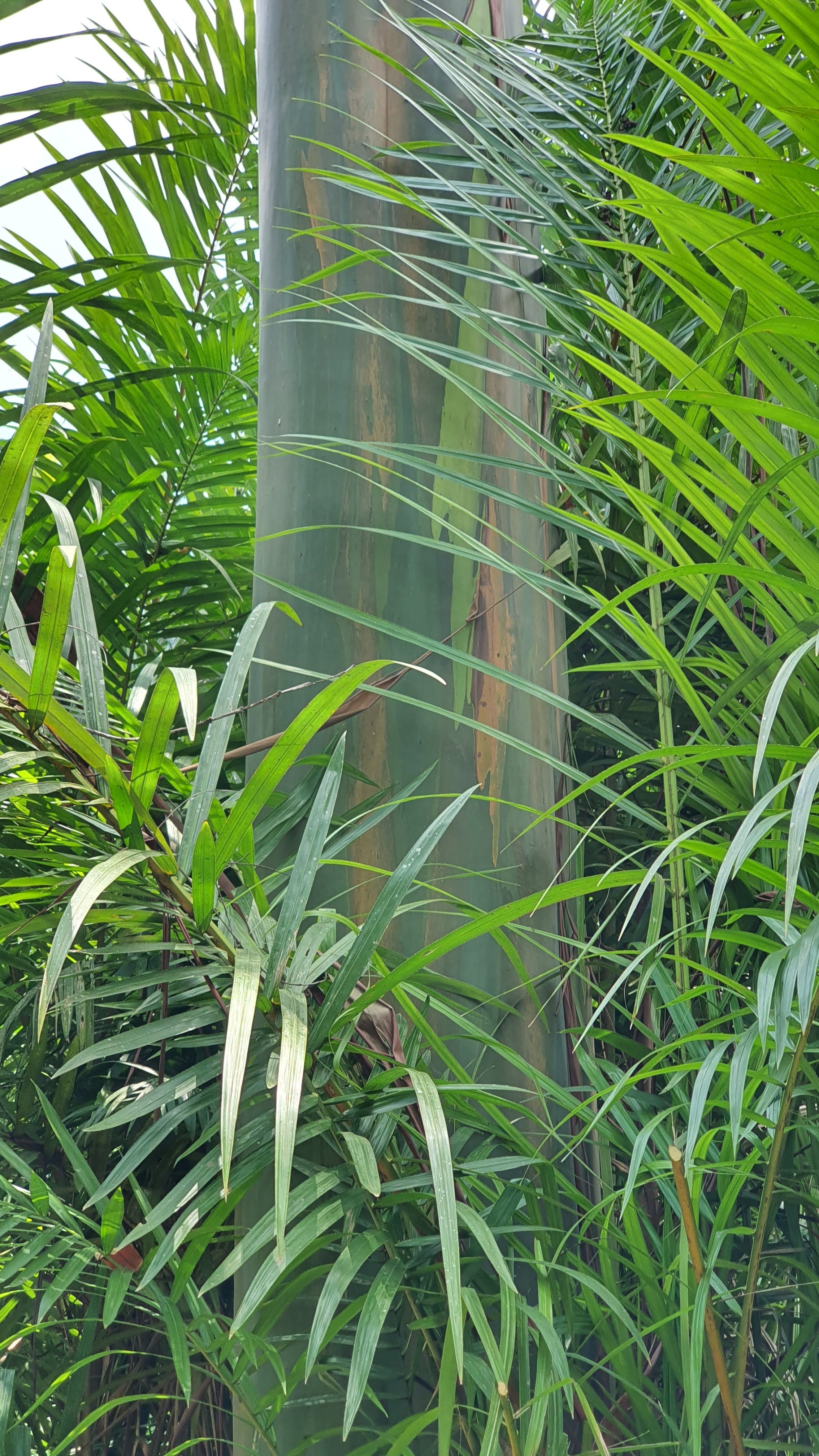 Viveiro Sr. Hermínio