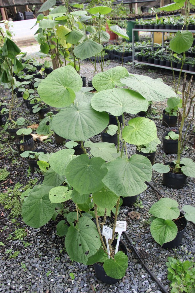 Foto de um Piper umbellatum