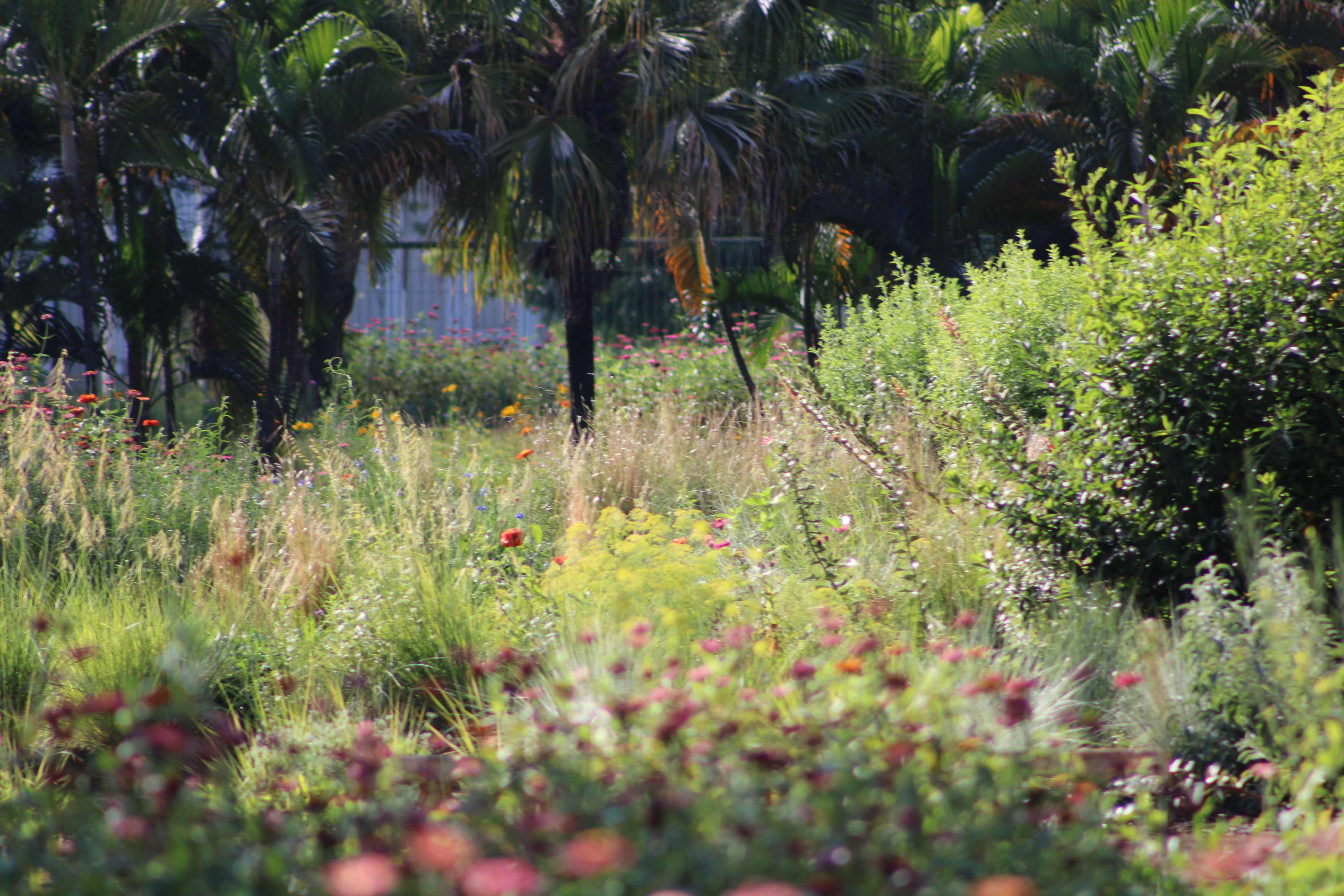 Fotos jardim Sequeiro UNB em 3 ciclos diferentes