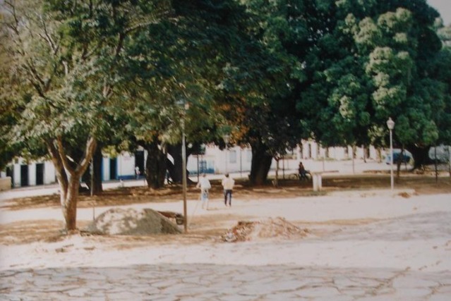 Árvore de grande porte e canteiro paisagístico no Largo das Forras